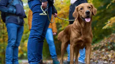 In deze vakantiehuizen is je hond meer dan welkom