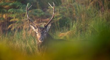 Een unieke belevenis voor tijdens jouw verblijf in de Ardennen 