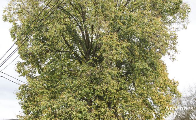 Vakantiehuis in Bastogne voor 11 personen in de Ardennen