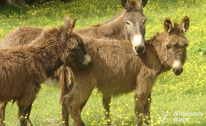 Vakantiehuis in Ferrires voor 31/32 personen in de Ardennen