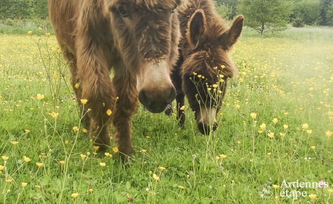 Vakantiehuis in Ferrires voor 31/32 personen in de Ardennen