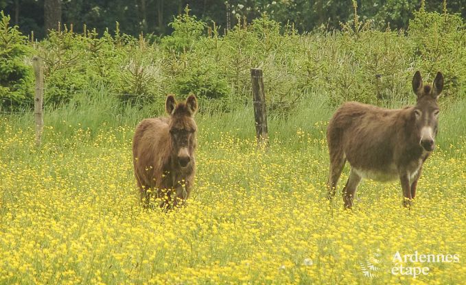 Vakantiehuis in Ferrires voor 31/32 personen in de Ardennen