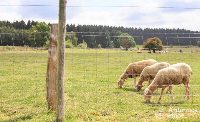 Vakantiehuis in Manhay voor 12 personen in de Ardennen