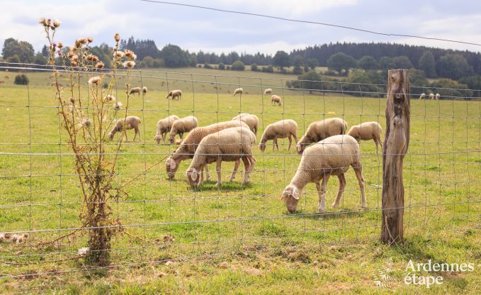 Vakantiehuis in Manhay voor 12 personen in de Ardennen