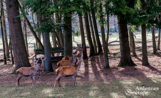 Vakantiehuis in Momignies voor 8 personen in de Ardennen