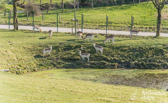 Luxueuze en hondvriendelijke vakantiewoning met zwembad  in Sainte-Ode, Ardennen